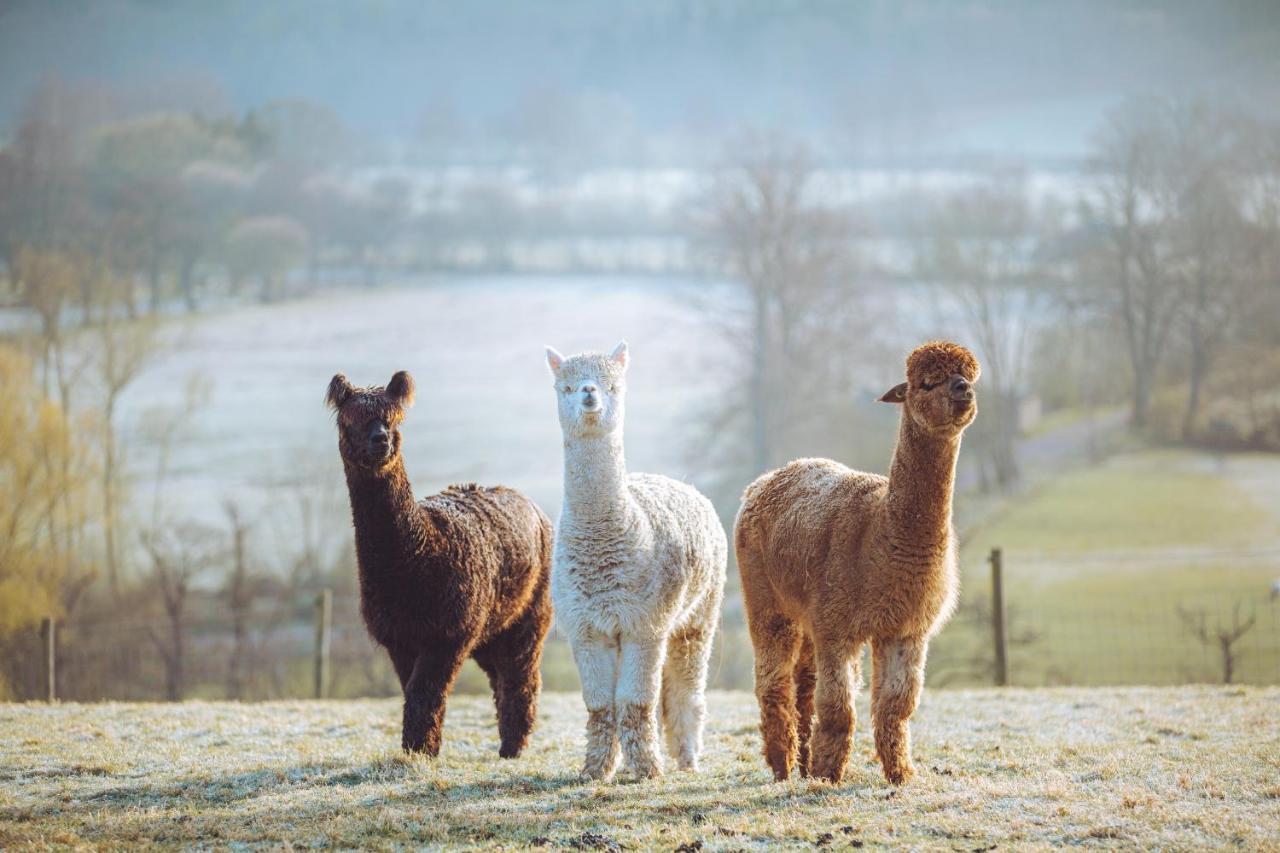 Shabby Shepherds เพนริท ภายนอก รูปภาพ